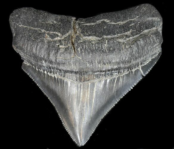 Serrated, Posterior Megalodon Tooth - Georgia #40634